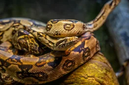 Introduction à Python - boa constrictor enroulé sur une branche