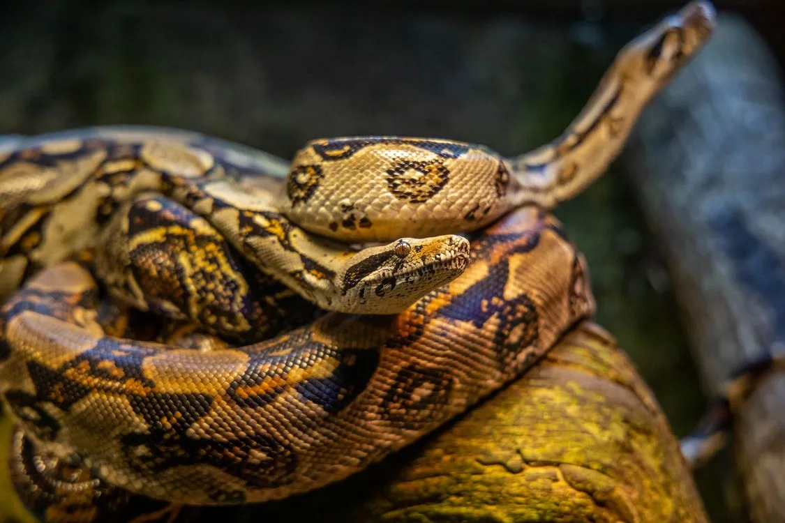 Python Snake - Symbole du langage Python
